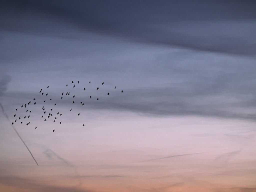 Un banc d'oiseaux en plein vol dans le ciel au soleil couchant (les couleurs vont d'un dégradé de bleu grisé vers du rose orangé).