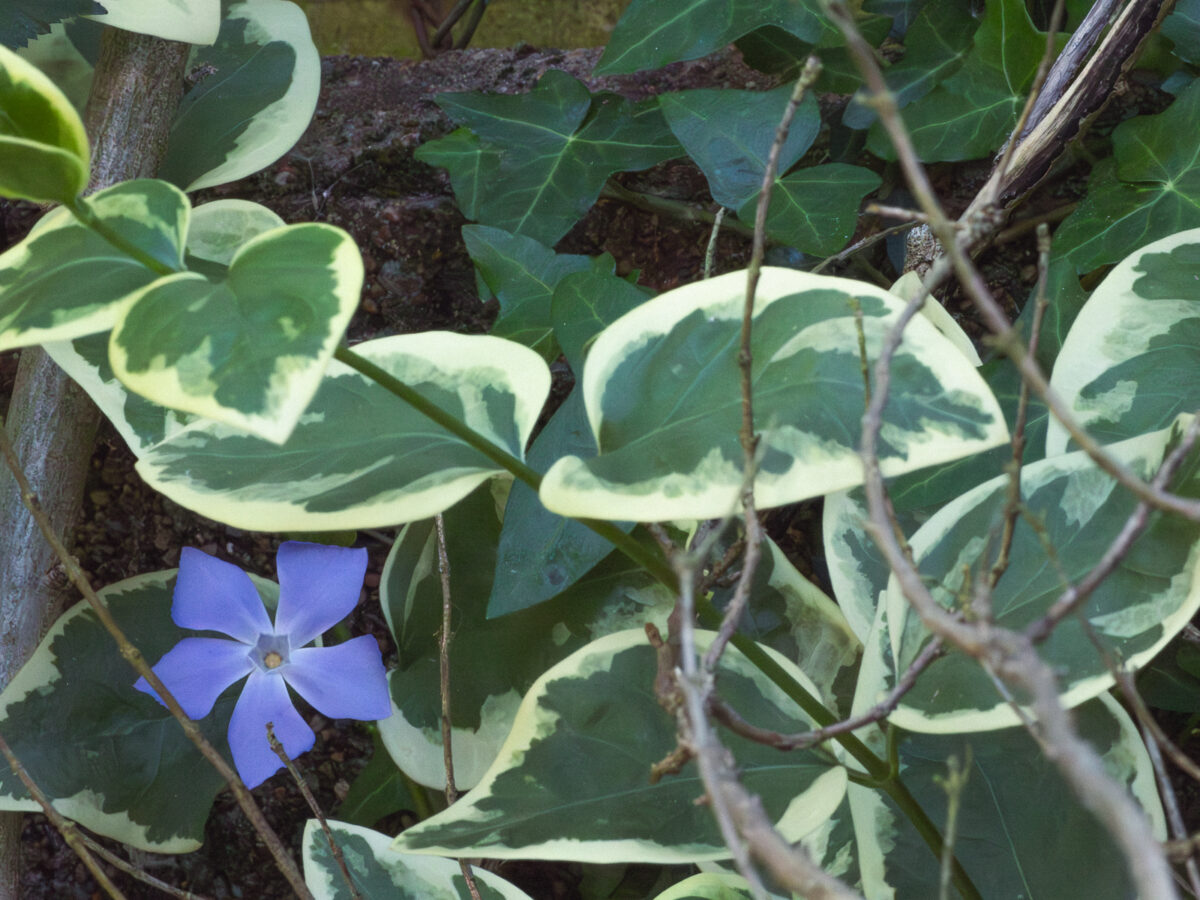 Fleur de pervenche parmi ses feuilles. La fleur est mauve avec cinq pétales. Les feuilles sont bicolores, bien vertes en leur centre et très pâles tout autour.