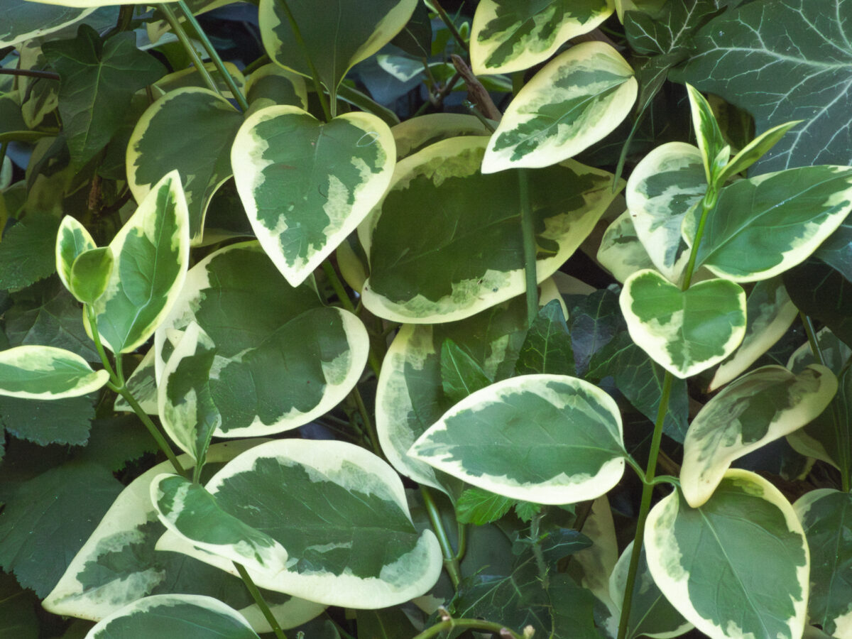 Feuilles de pervenche bicolores, bien vertes en leur centre et très pâles tout autour.