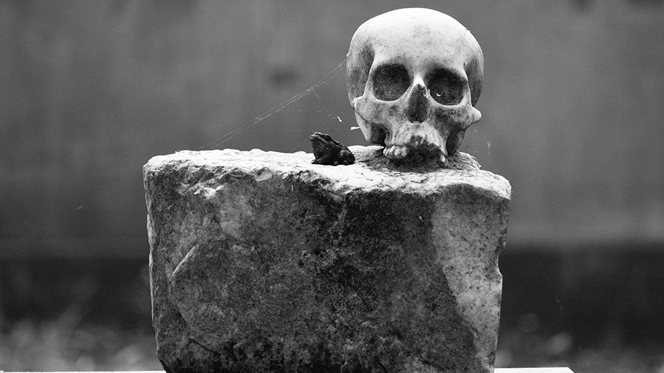 Tête de mort posée sur un rocher avec la petite figurine d'une grenouille et une toile d'araignée qui les lie.
