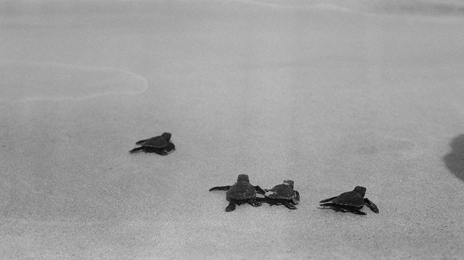 Photo analogique en noir et blanc de quatre petites tortues sur le sable qui rejoignent l'océan.
