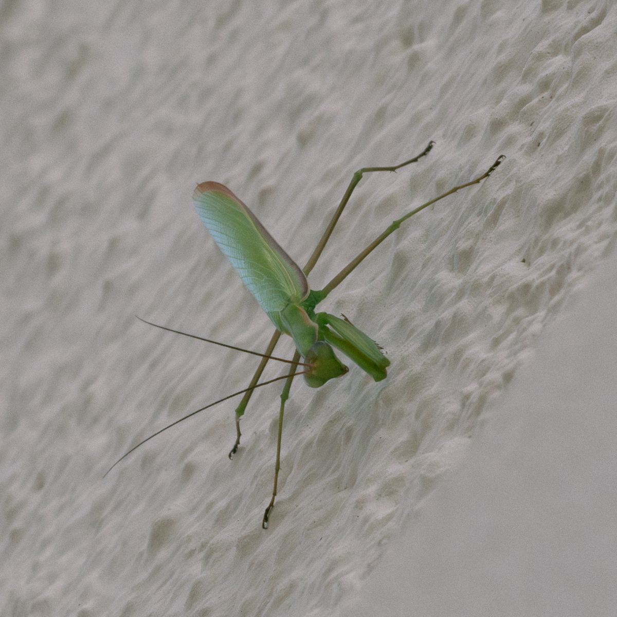 Une mante religieuse bien verte posée sur un mur en crépis blanc.