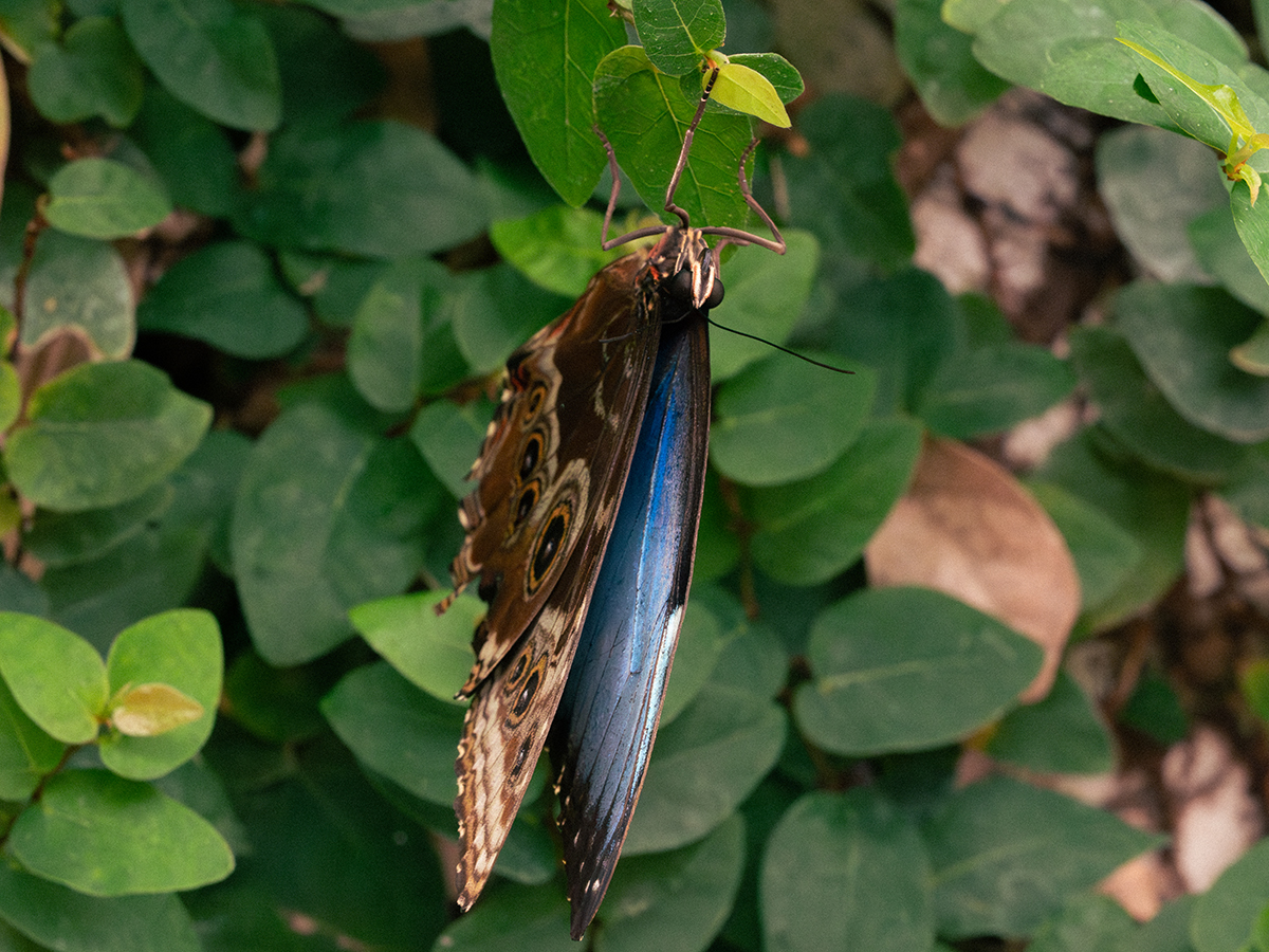 Un morpho bleu aux ailes refermées. L'extérieur de celles-ci donne l'impression de voir un œil.