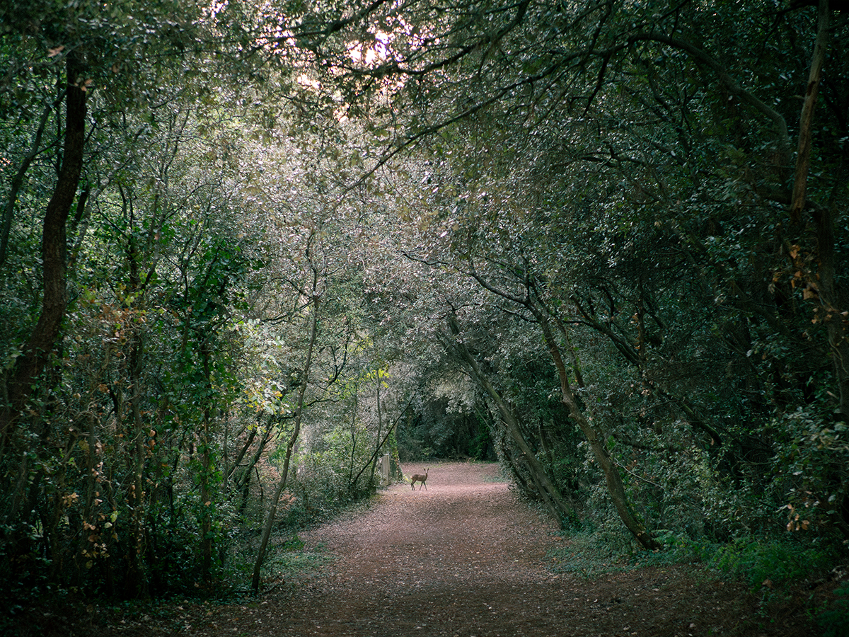 Un chevreuil au milieu d'un chemin dans la forêt.